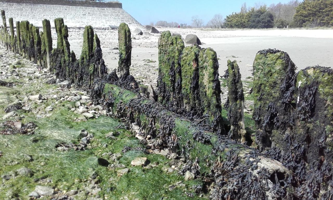 Les Cormorans Βίλα Saint-Vaast-la-Hougue Εξωτερικό φωτογραφία